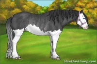 Horse Color:Black Sabino Splash Rabicano