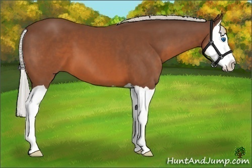 Horse Color:Silver Brown Splash