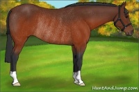 Horse Color:Brown Rabicano 