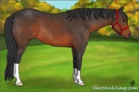 Horse Color:Brown 