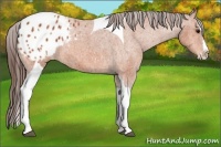 Horse Color:Bay Splash Tobiano Appaloosa  Brindle