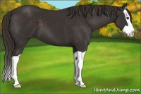 Horse Color:Liver Chestnut Splash 