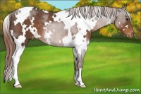 Horse Color:White Spotted Liver Chestnut Appaloosa 
