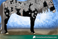 Horse Color:Brown Sabino Appaloosa 