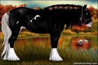 Horse Color:Chocolate Palomino Ice Sabino Appaloosa Rabicano