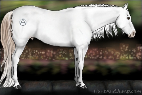 Horse Color:Liver Red Roan Appaloosa 