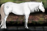Horse Color:Liver Red Roan Appaloosa