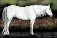 Horse Color:Liver Chestnut Snowflake Varnish