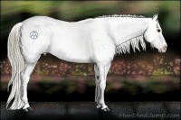Horse Color:Liver Chestnut Appaloosa 
