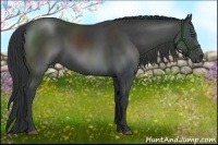 Horse Color:Black Sabino Frame Rabicano 