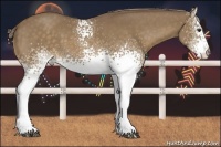 Horse Color:White Spotted Chocolate Palomino