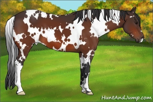 Horse Color:White Spotted Bay 
