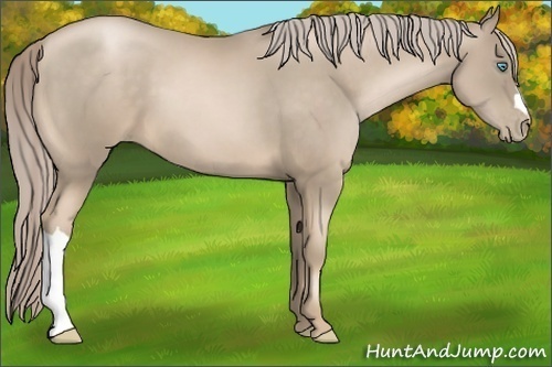 Horse Color:Chocolate Palomino Pearl 