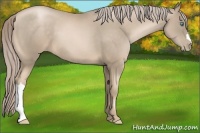 Horse Color:Chocolate Palomino Pearl 