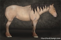 Horse Color:Amber Champagne Roan