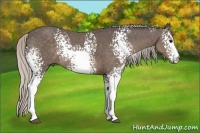 Horse Color:White Spotted Silver Black Rabicano