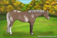 Horse Color:White Spotted Silver Black Sabino