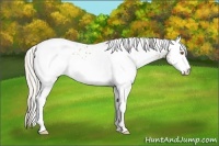 Horse Color:White Spotted Silver Black Ice Pearl
