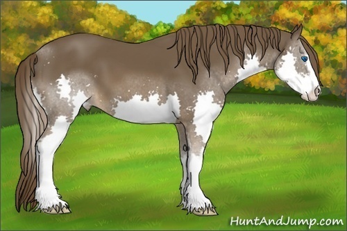Horse Color:Liver Chestnut Sabino Splash 
