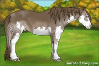 Horse Color:Liver Chestnut Sabino Splash