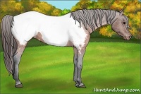 Horse Color:Brown Appaloosa 
