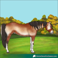 Horse Color:Bay Onyx  and Bay Onyx 