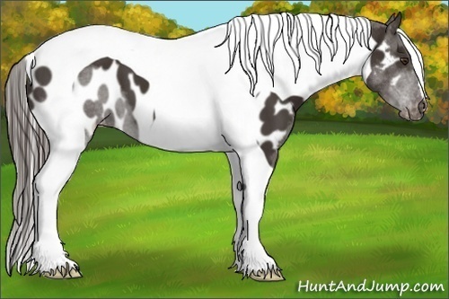 Horse Color:Liver Chestnut Tobiano Near Leopard