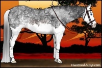 Horse Color:White Spotted Brown Splash 