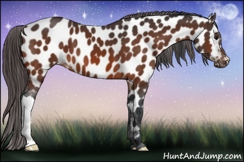 Horse Color:Bay Appaloosa 