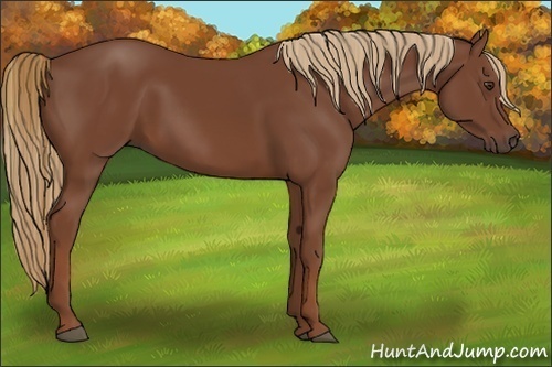 Horse Color:Chestnut 