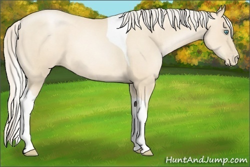 Horse Color:Gold Cream Champagne Pearl Tobiano