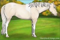 Horse Color:Gold Cream Champagne Pearl Tobiano