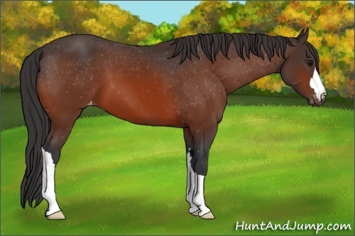 Horse Color:Bay Appaloosa 