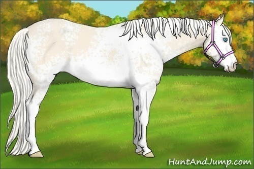 Horse Color:White Spotted Cremello