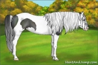 Horse Color:Black Sabino Splash Tobiano 