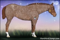 Horse Color:Red Roan Appaloosa