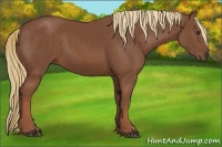Horse Color:Chestnut Sabino