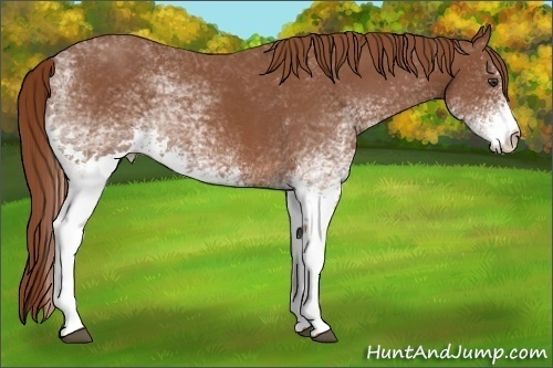 Horse Color:White Spotted Chestnut 