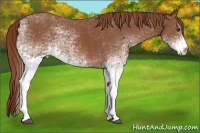 Horse Color:White Spotted Chestnut 
