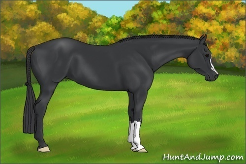 Horse Color:Black 