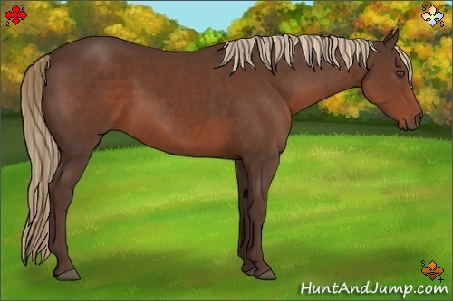 Horse Color:Liver Chestnut 