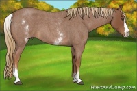 Horse Color:White Spotted Red Roan Splash Frame Rabicano