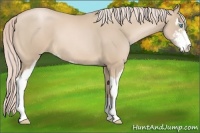 Horse Color:Palomino Pearl Sabino