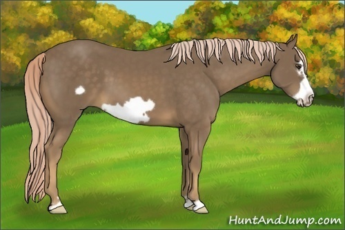Horse Color:Chocolate Palomino Frame 