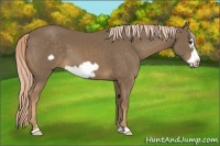 Horse Color:Chocolate Palomino Frame