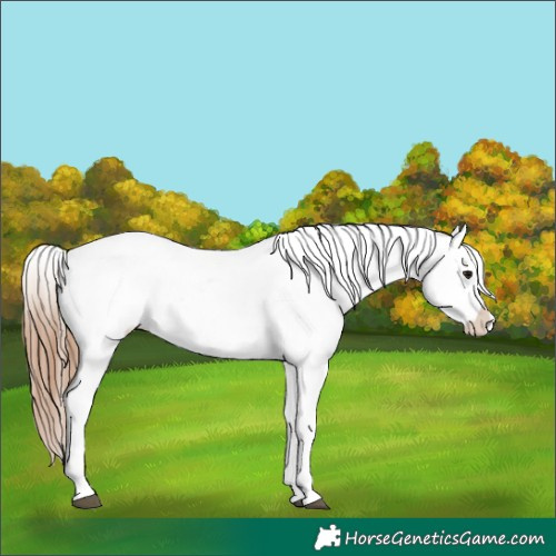 Horse Color:Bay Sabino Appaloosa 