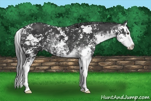 Horse Color:Black Sabino Splash 