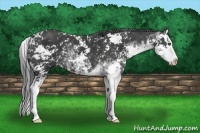 Horse Color:Black Sabino Splash 