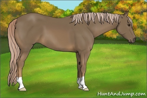 Horse Color:Chocolate Palomino 