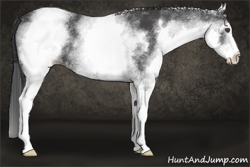 Horse Color:White Spotted Smoky Black